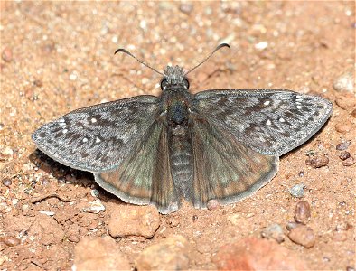 DUSKYWING, PROPERTIUS (Erynnis propertius) (04-24-2022) west of o'brian on lone mt rd at or mt botanical area, josephine co, or-01