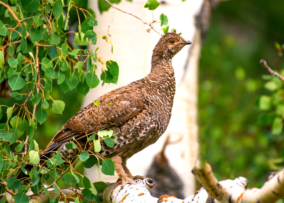Dusky Grouse in Aspen Tree
