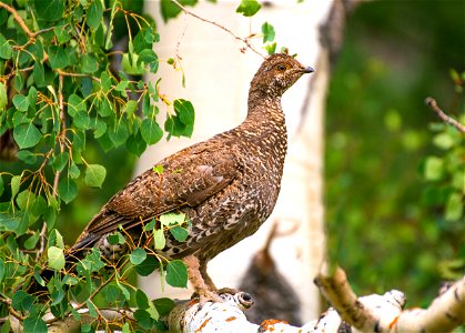 Dusky Grouse in Aspen Tree