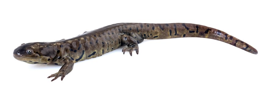 Tiger Salamander photo