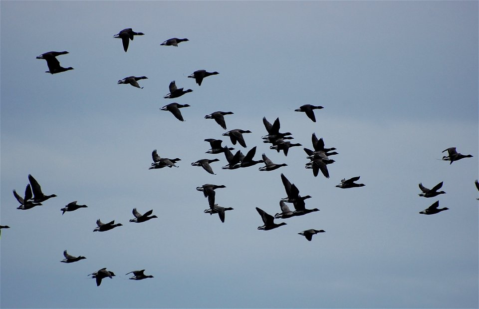 Brant at Izembek Lagoon
