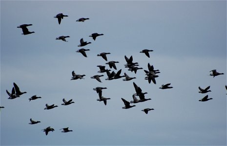 Brant at Izembek Lagoon photo