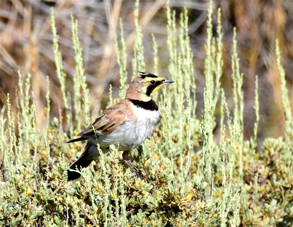 Horned Lark at Seedskadee National Wildlife Refuge
