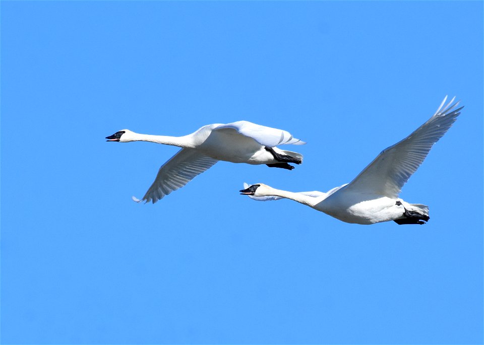 Trumpeter swans at Seedskadee National Wildlife Refuge