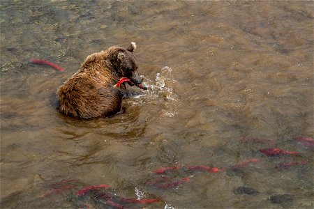 Bear fishing at Crosswinds - NPS/Lian Law photo