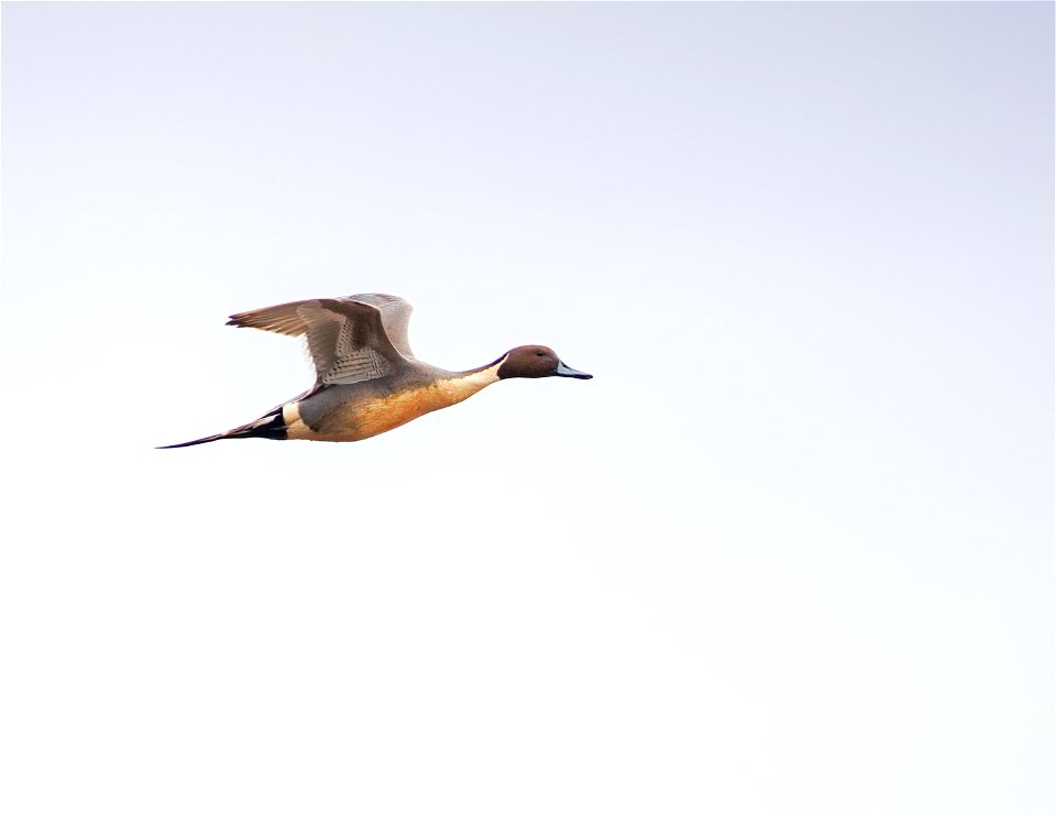 Ducks at Cosumnes River Preserve photo