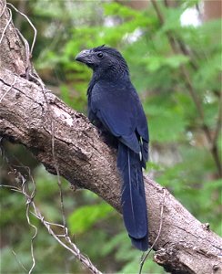 448 - GROOVE-BILLED ANI (12-07-2022) national buttrerfly center, mission, hidalgo co, tx -02