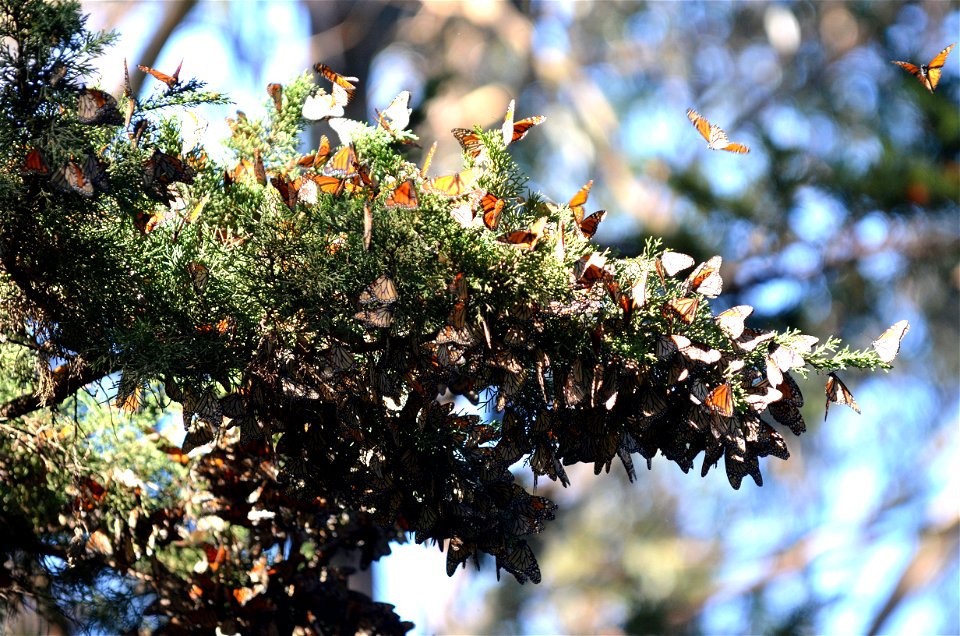 Active monarchs on cedar trees