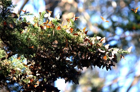 Active monarchs on cedar trees photo