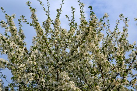 Spring ,April 2023
