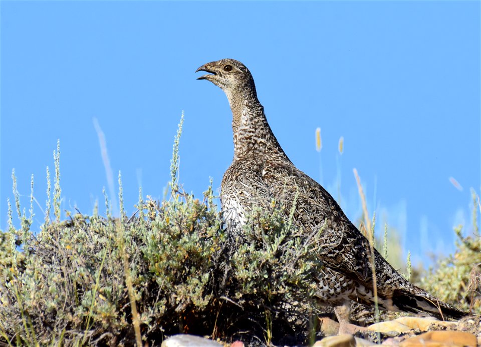Greater sage-grouse at Seedskadee National Wildlife Refuge