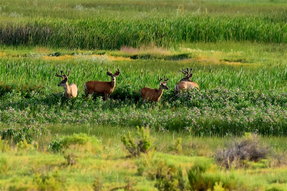 Mule deer at Seedskadee National Wildlife Refuge