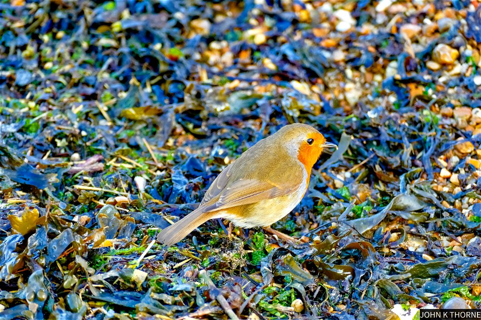 Robin on the beach.