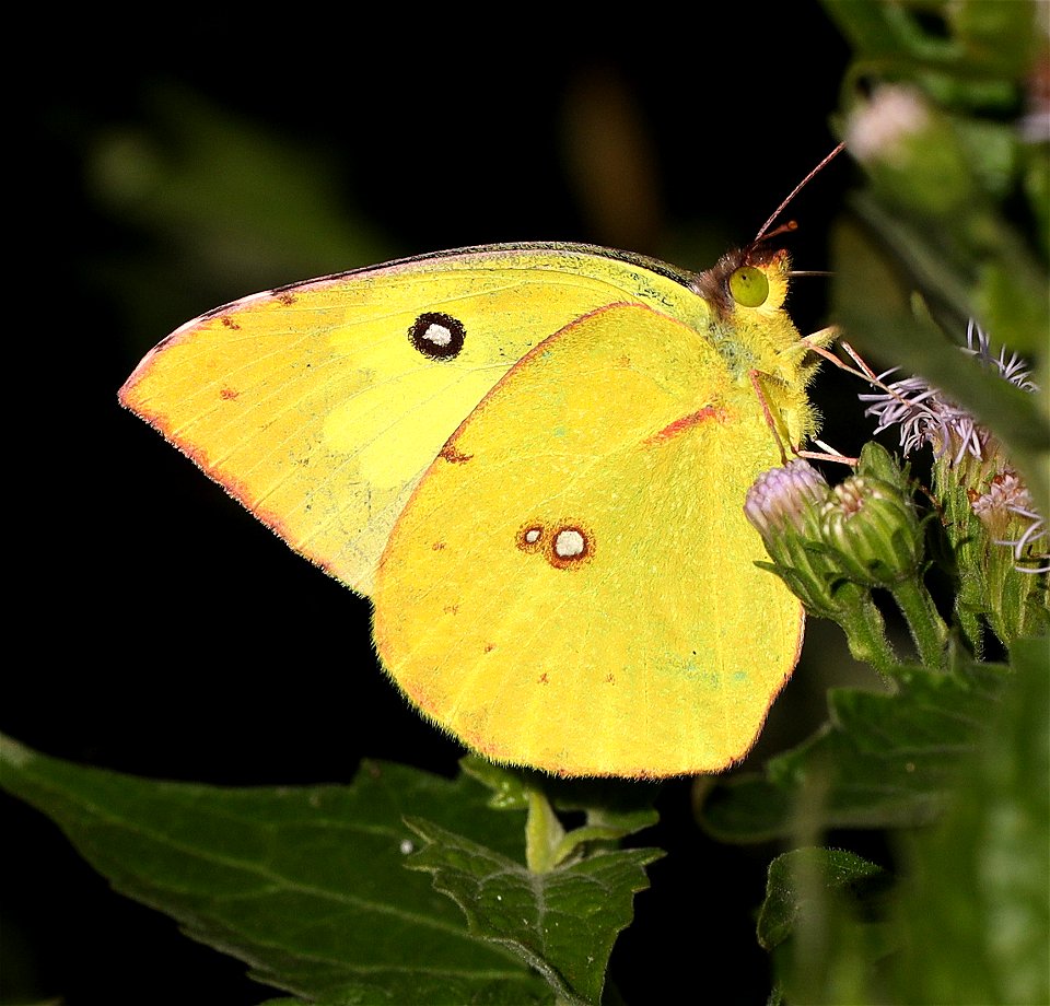 DOGFACE, SOUTHERN (Colias cesonia) (01-01-2022)  the butterfly center, mission, hidalgo co, tx -01