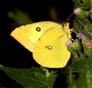 DOGFACE, SOUTHERN (Colias cesonia) (01-01-2022)  the butterfly center, mission, hidalgo co, tx -01