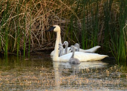Trumpeter swan at Seedskadee National Wildlife Refuge