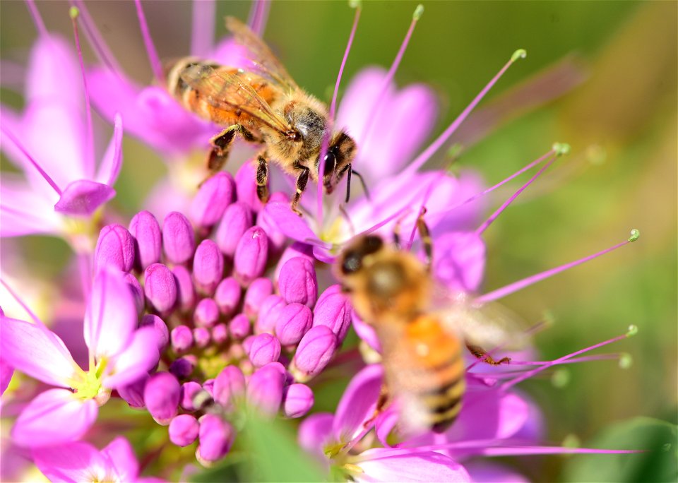Western honeybee on Rocky Mountain beeplant