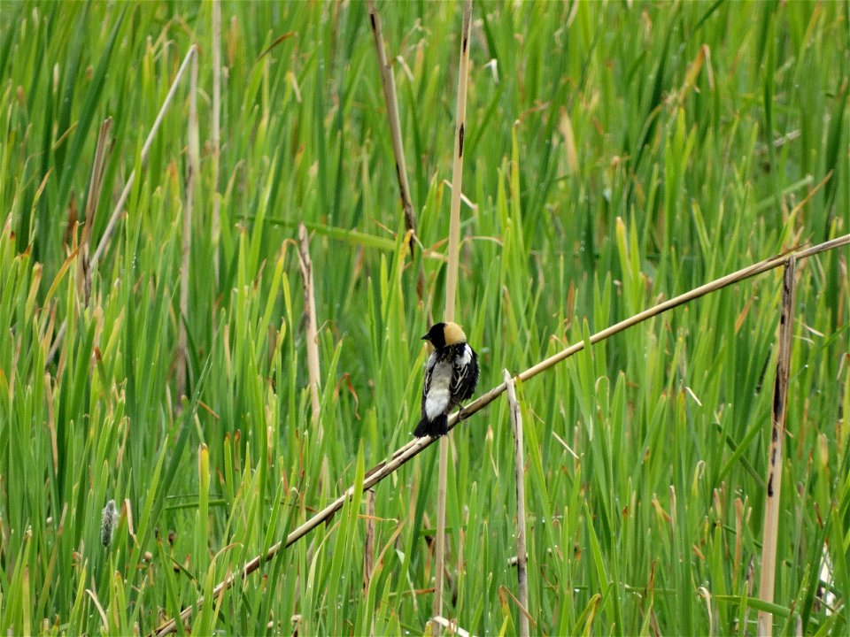 Bobolink Lake Andes Wetland Management District South Dakota photo