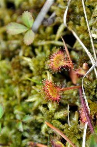 Sundew photo