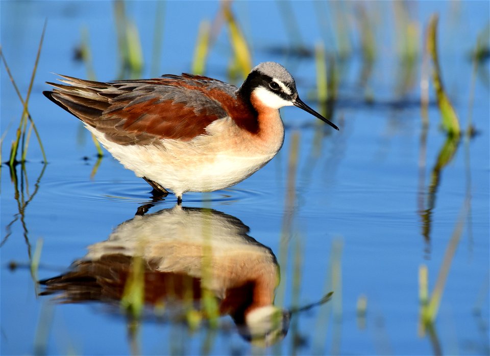Wilson's phalarope at Seedskadee National Wildlife Refuge