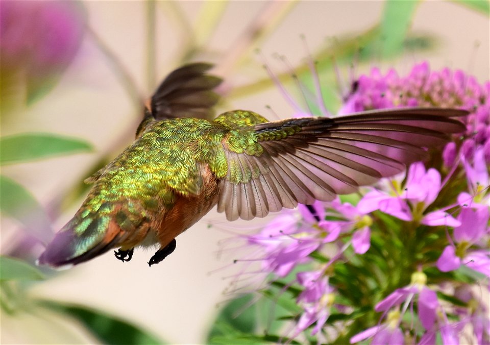 Rufous hummingbird at Seedskadee National Wildlife Refuge