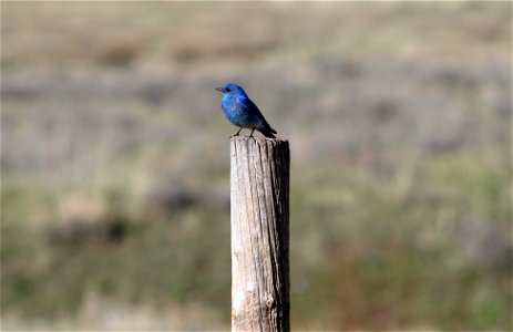 Bluebird Delight photo