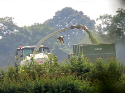 Grass cut with Claas photo
