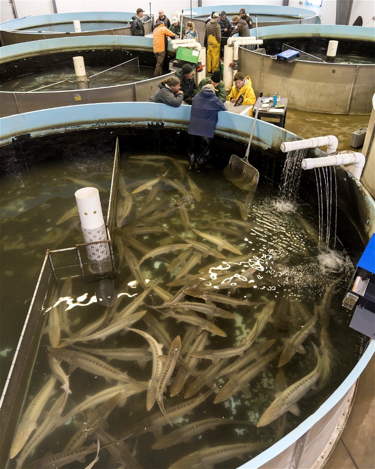 Assessing the Reproductive State of Pallid Sturgeon with Ultrasound photo