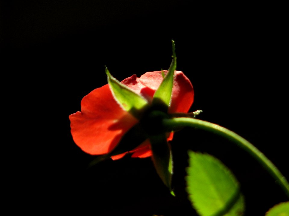 trandaf_rosumic-2012_0412_181225