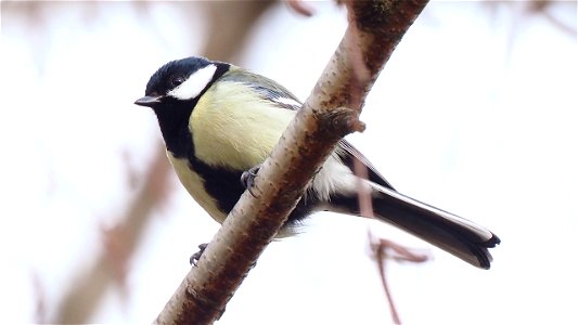 Kohlmeise in der Birke