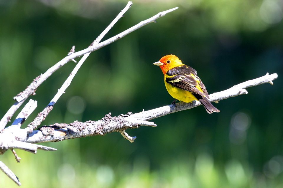 Male western tanager (Piranga ludoviciana) on a tree limb (2)