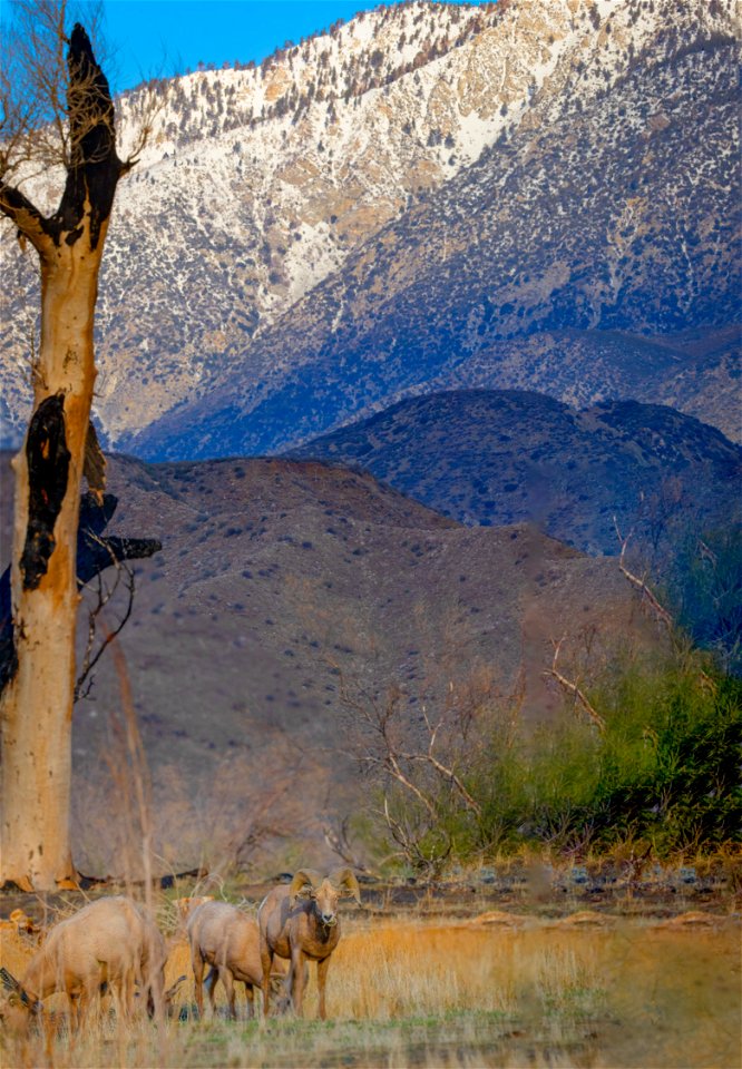 San Gorgonio Wilderness in Sand to Snow National Monument