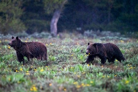 Grizzly Bears in the Rain photo
