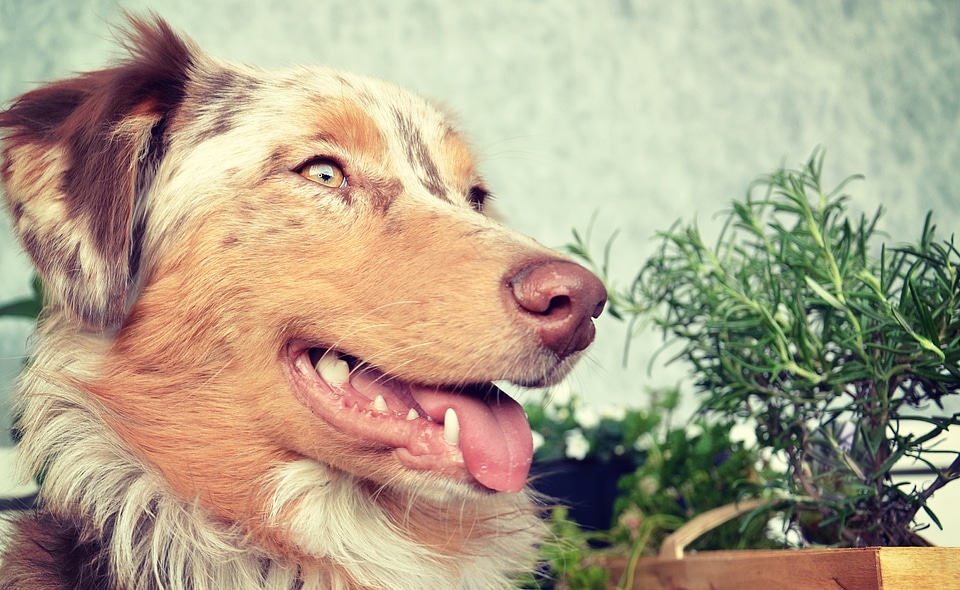 Shepherd canine animal