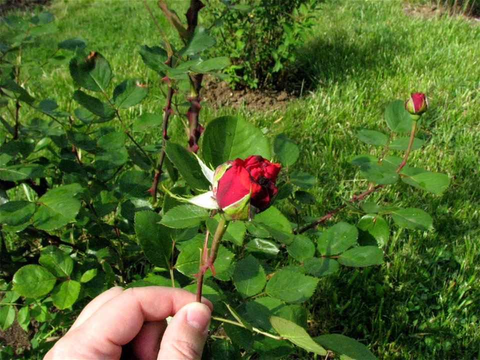 trandaf-rosu2009_0515_084201