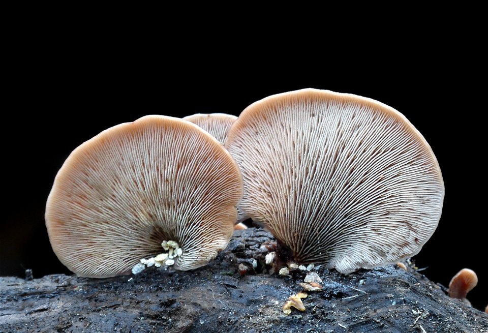 Crepidotus versutus
