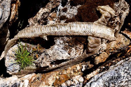Snake skin after molting, about 6 feet