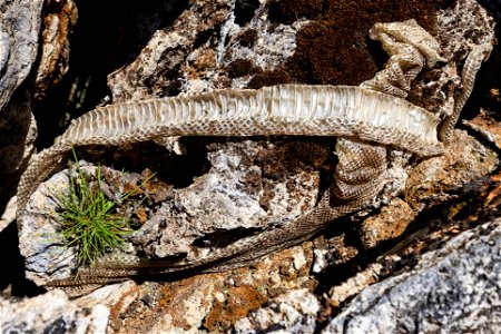 Snake skin after molting, about 6 feet photo