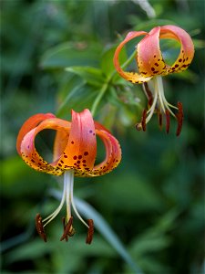 Turk's Cap Lilies