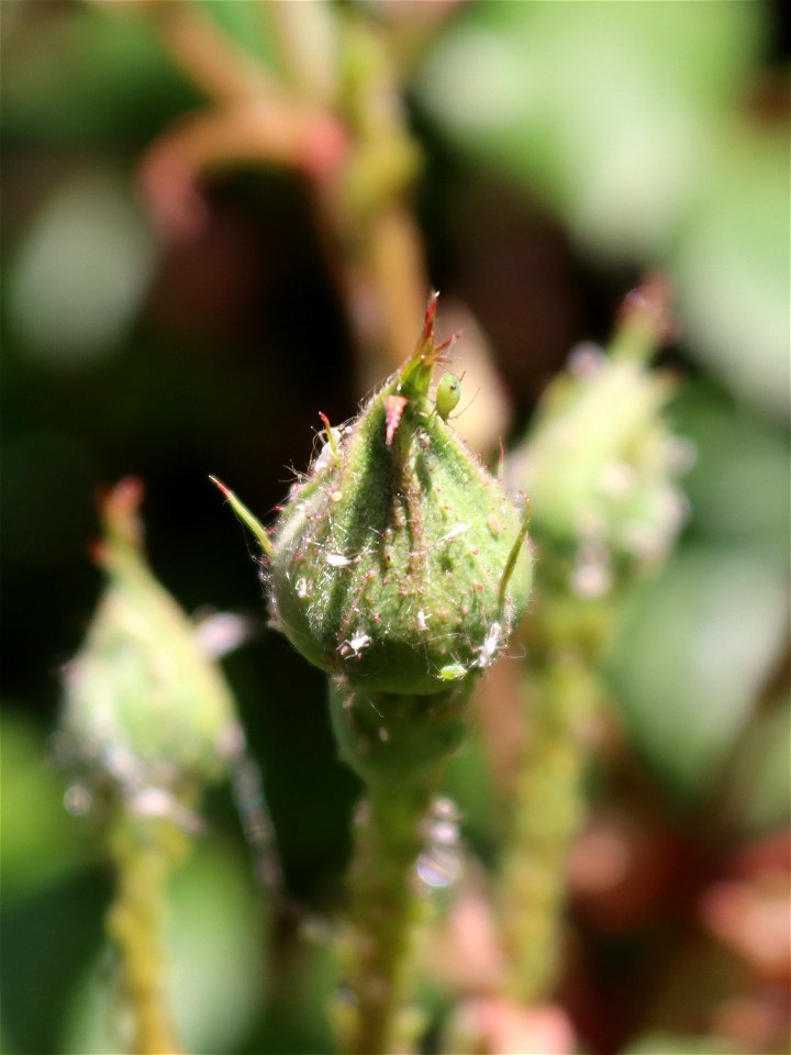 Ladybird Food