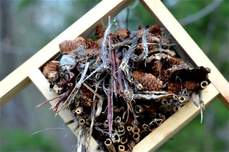 Insect Hotel photo