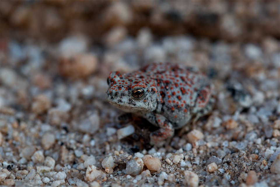 Red-spotted toad