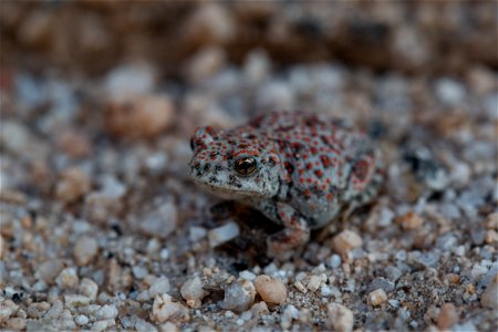 Red-spotted toad photo