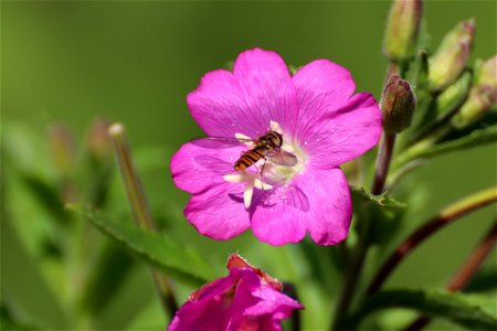 Hoverfly photo