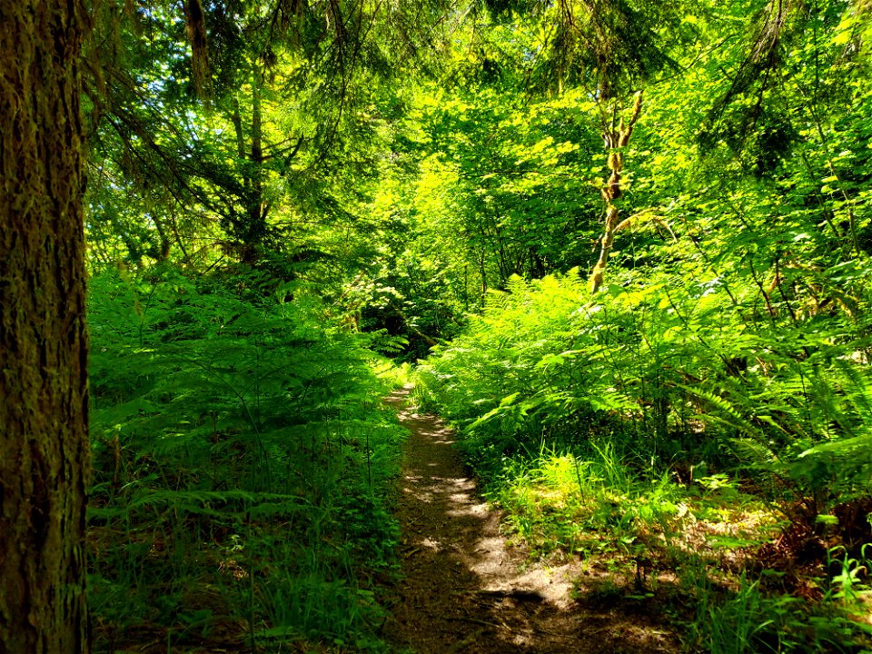 Old Sauk Trail, Mt. Baker-Snoqualmie National Forest. Photo by Anne Vassar June 2, 2021.