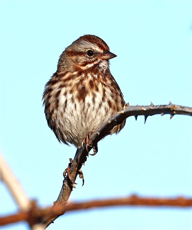 883 - SONG SPARROW (10-09-2021) rufina, point st george, crescent city, del norte co, ca -05