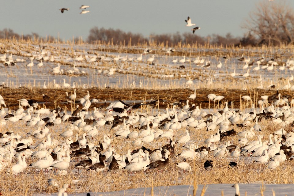 Spring Goose Migration Huron Wetland Management District South Dakota photo