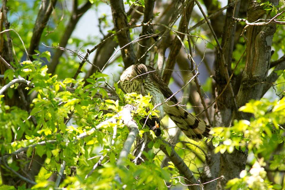 Juvenile Cooper’s Hawk photo