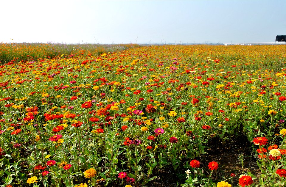 Cosmos Flowers