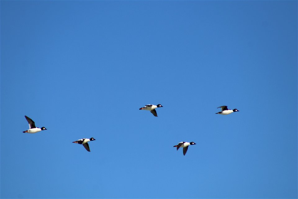 Commone Goldeneyes Lake Andes National Wildlife Refuge South Dakota photo